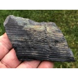 Calamites undulatus
